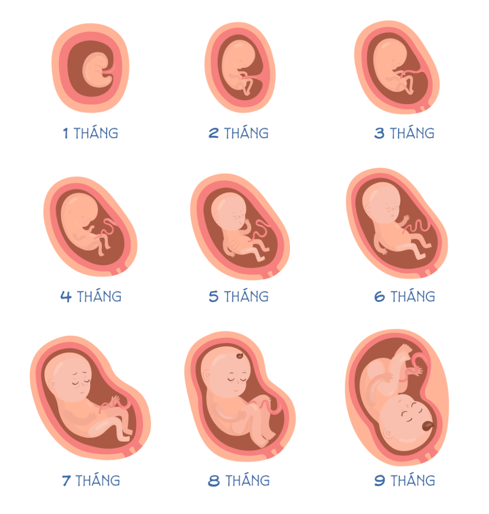 chu kỳ cử động thai